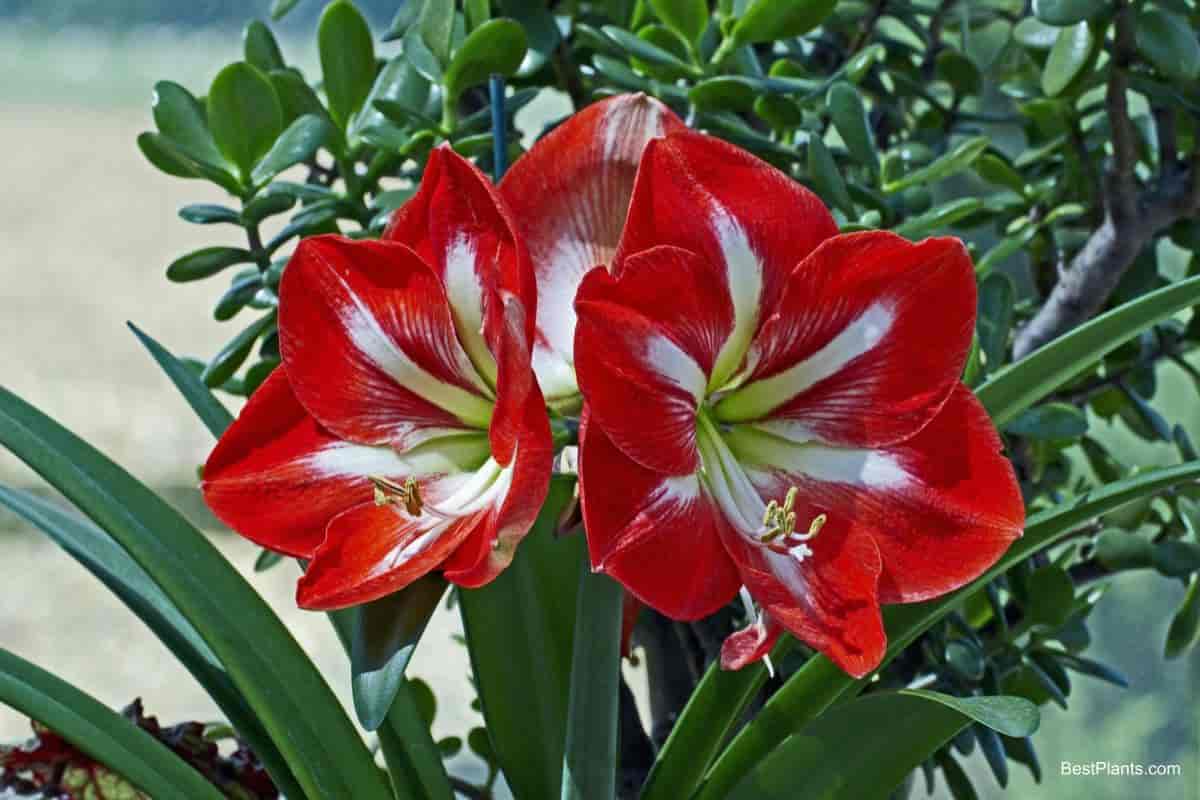 red amaryllis