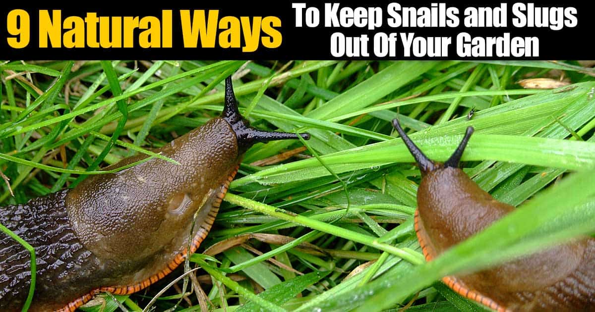 9 Natural Snail Repellent Methods For Your Garden