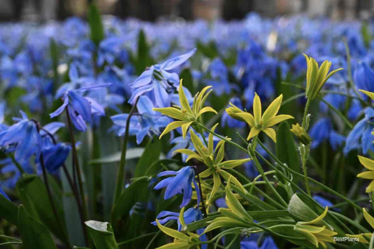 blooming Scilla bulbs
