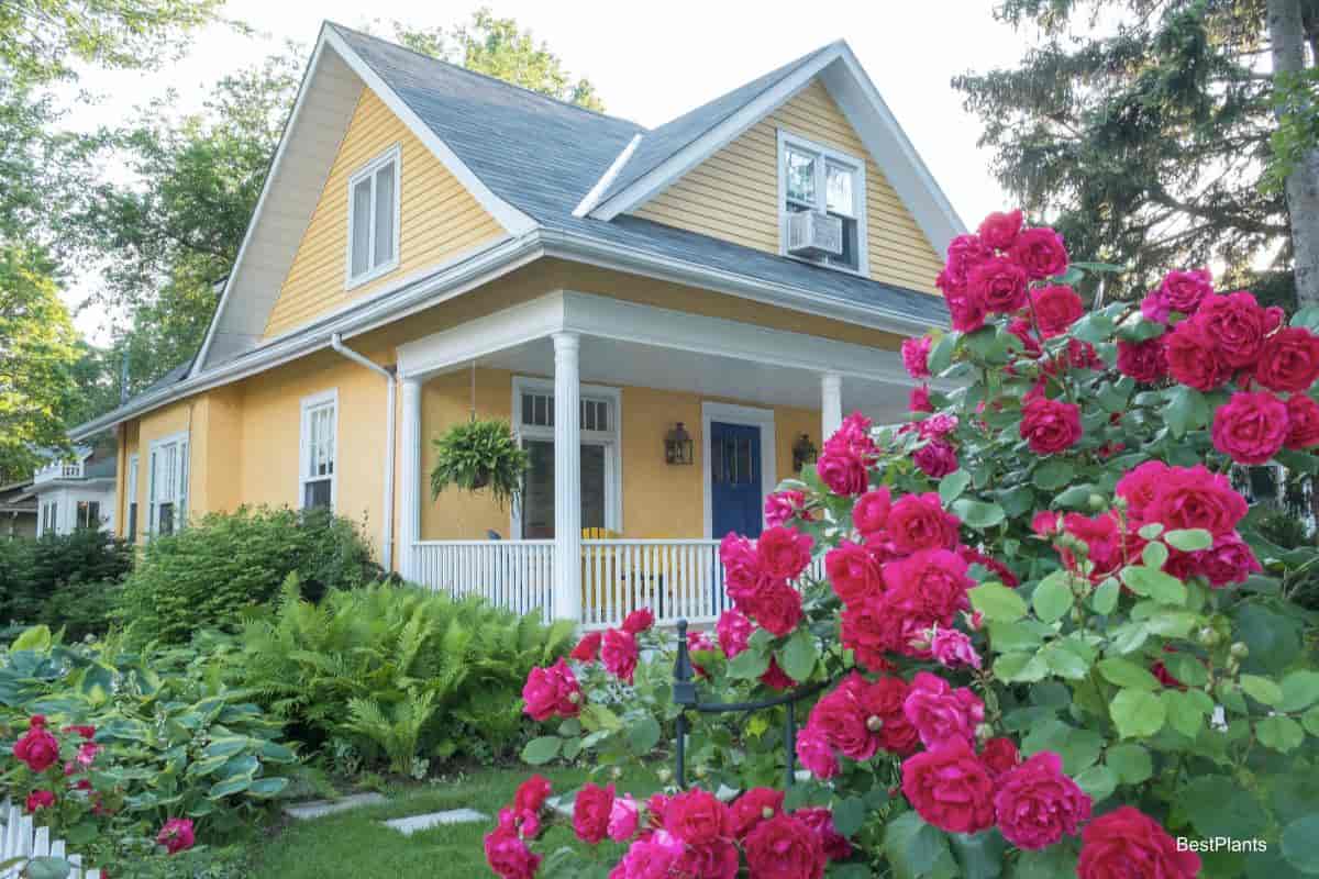 home with rose bushes planted out front