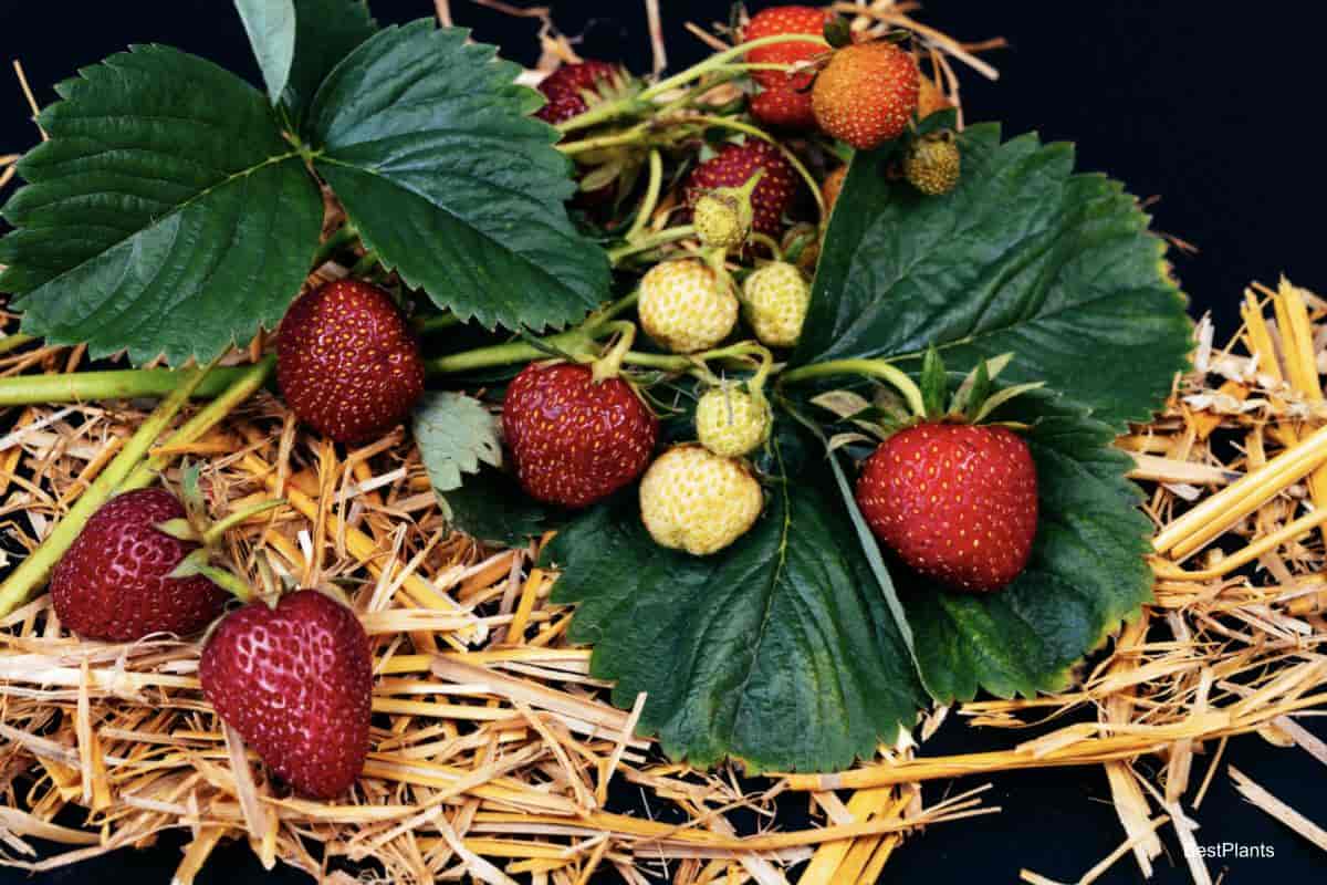 mulched strawberries