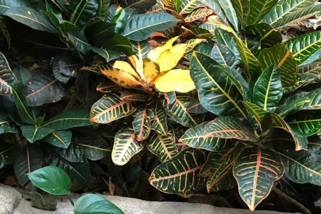 Variegated Garden Croton
