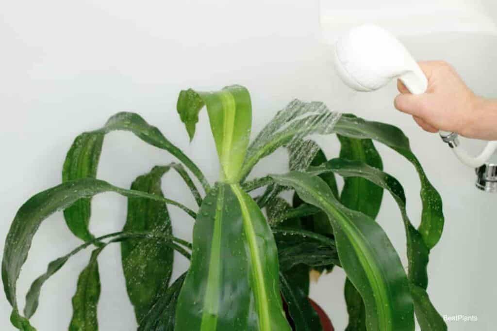 Dracaena Corn Plant being watered with a shower head