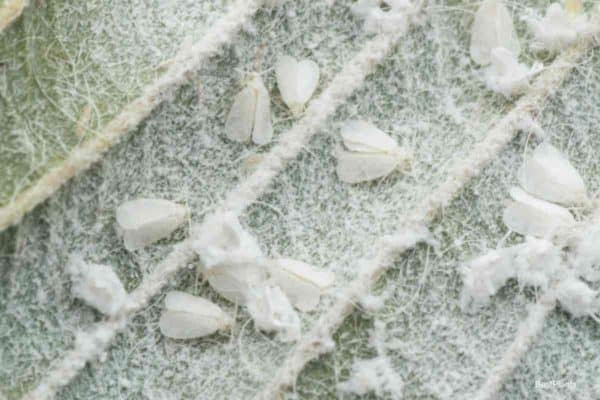 Feeding whiteflies