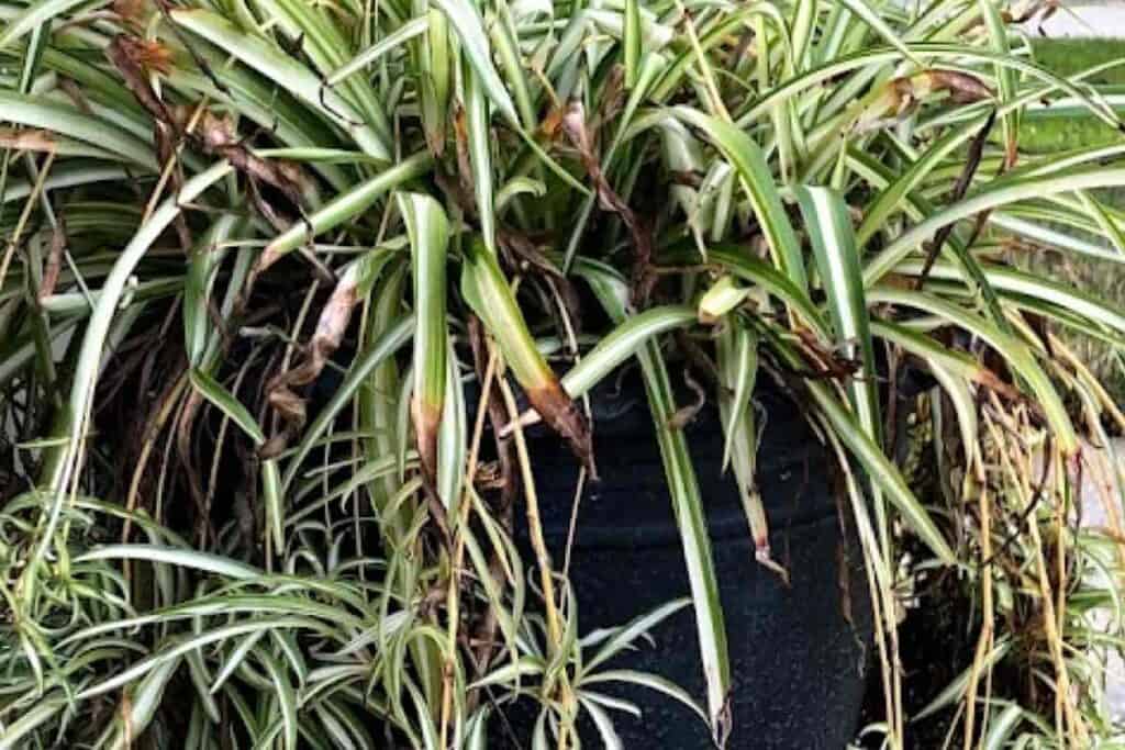 spider plant with yellow and brown leaves
