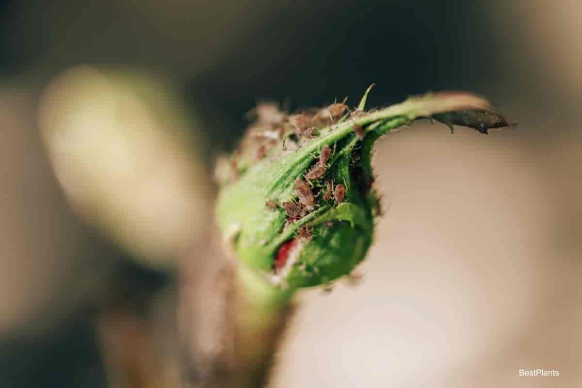 Aphids feeding on a rose bud