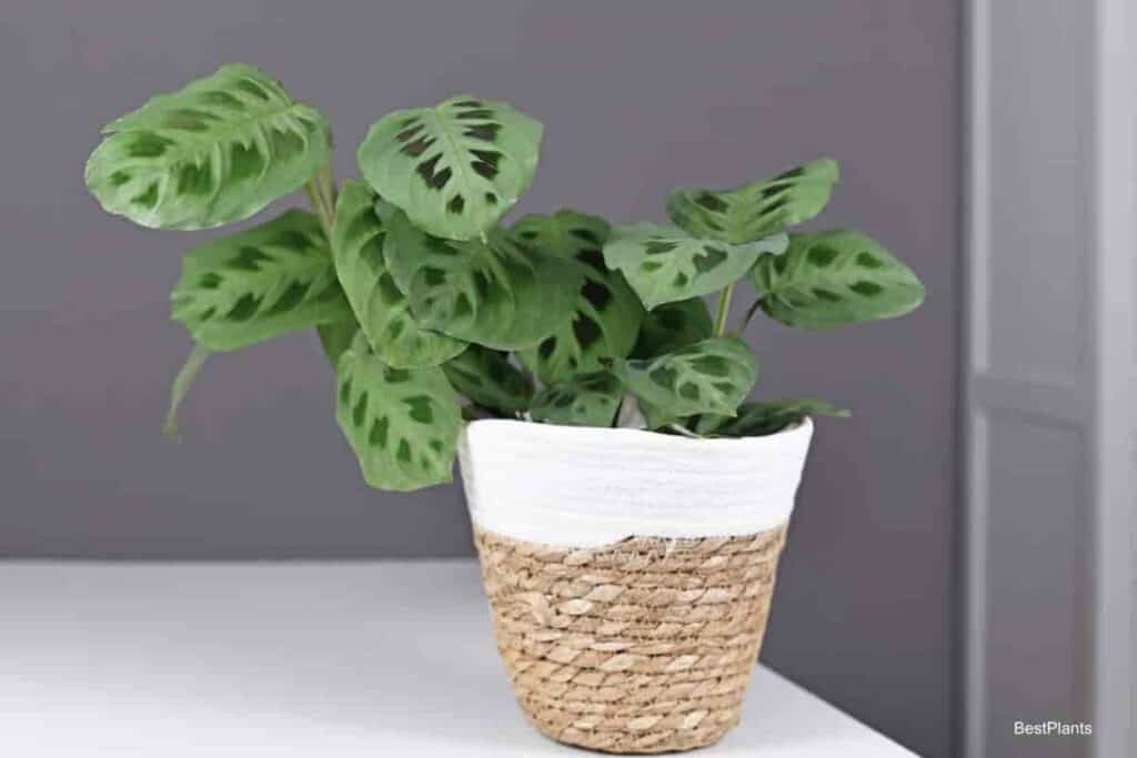 potted maranta leuconeura