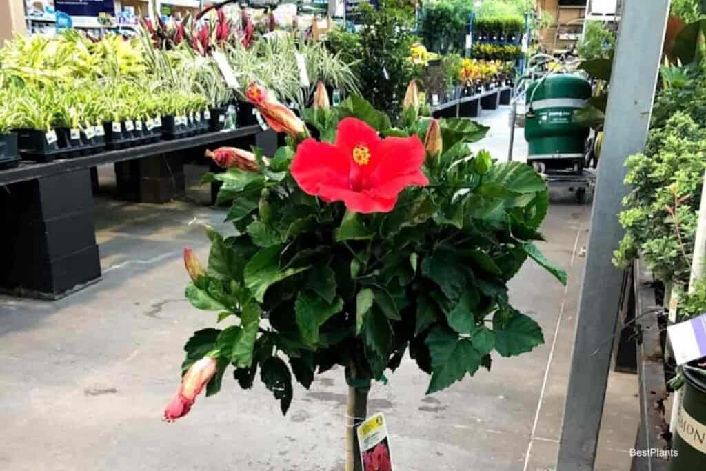 hibiscus flower