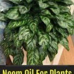 Pinterest Hidden Image