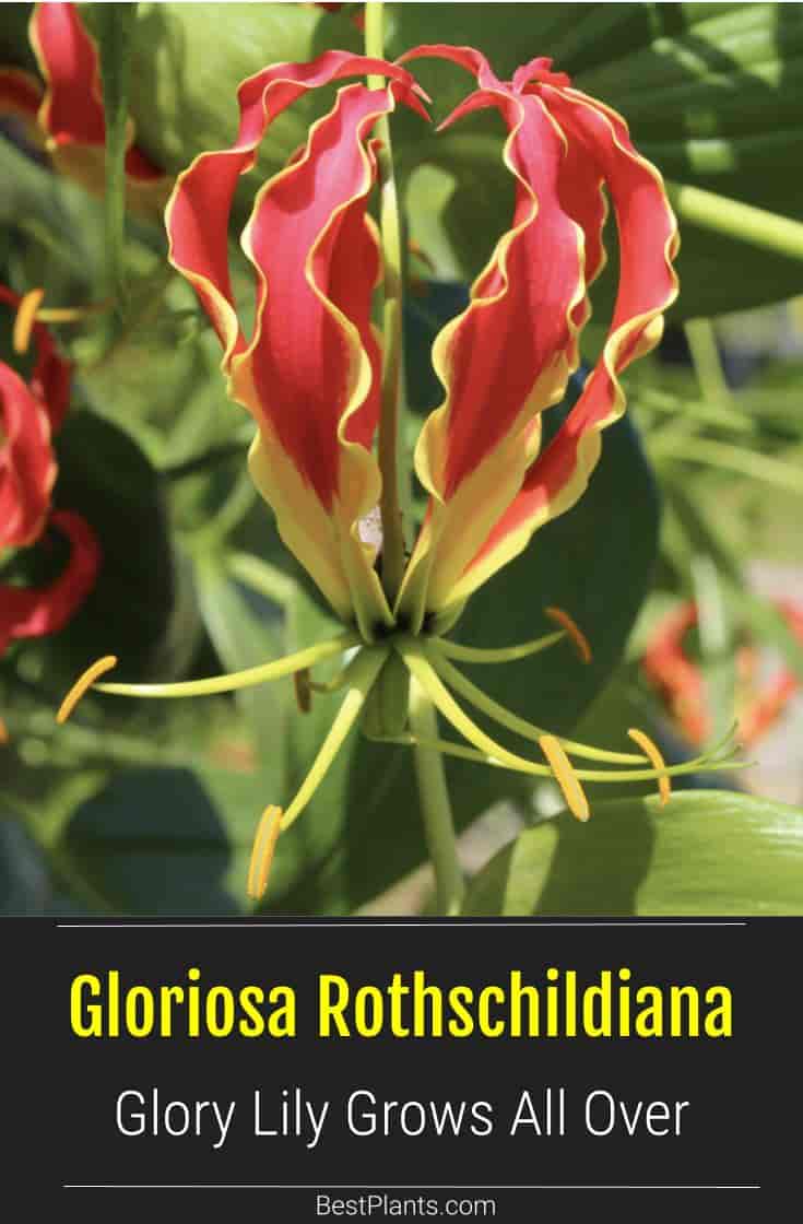 Flowering Gloriosa rothschildiana