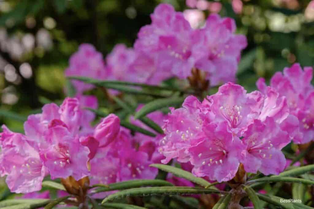Blooming Rhododendrons 