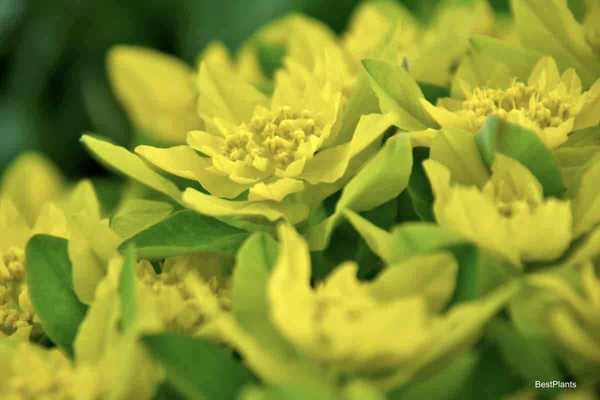 flowering Euphorbia epithymoides