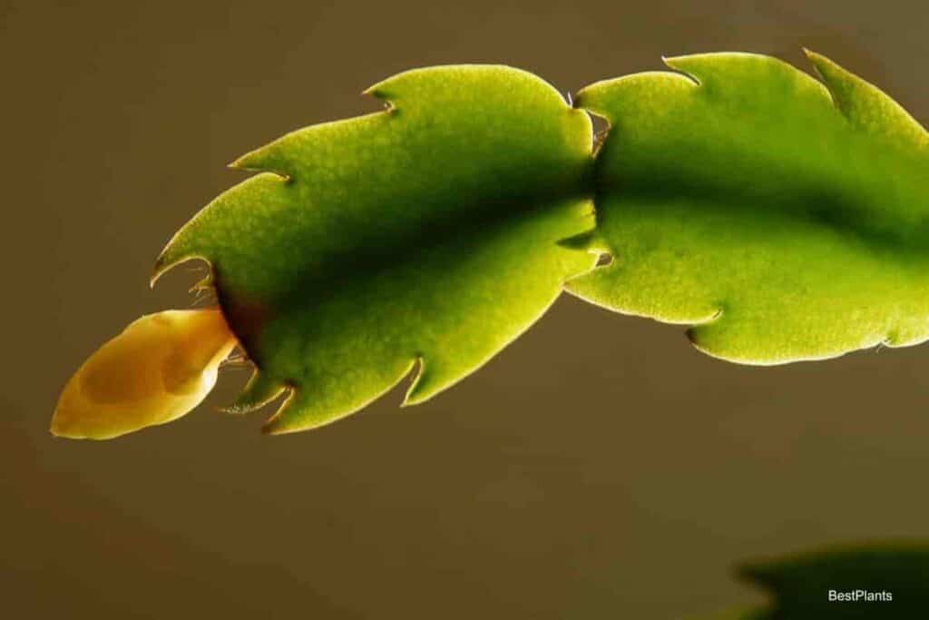 Christmas Cactus Turning Yellow