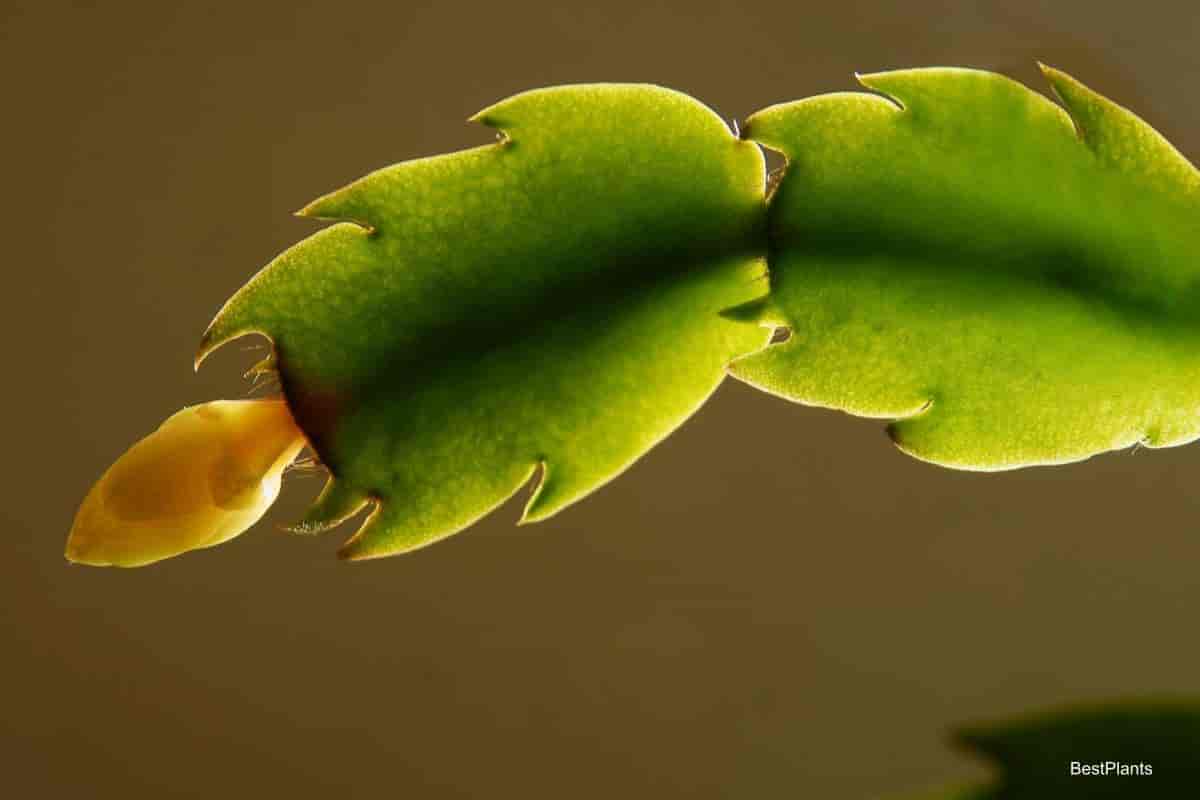 Christmas Cactus Turning Yellow