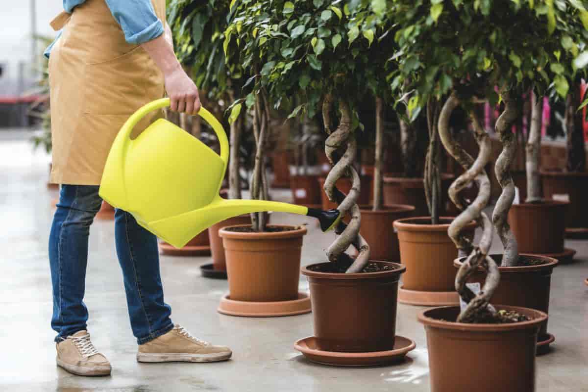 Man drenching potted plants with Neem Oil