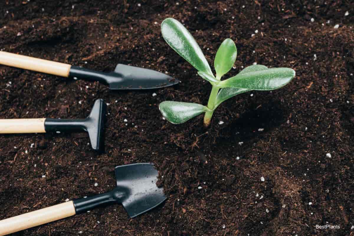 Adding nitrogen to soil