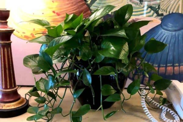 Jade Pothos plant used as an indoor houseplant 