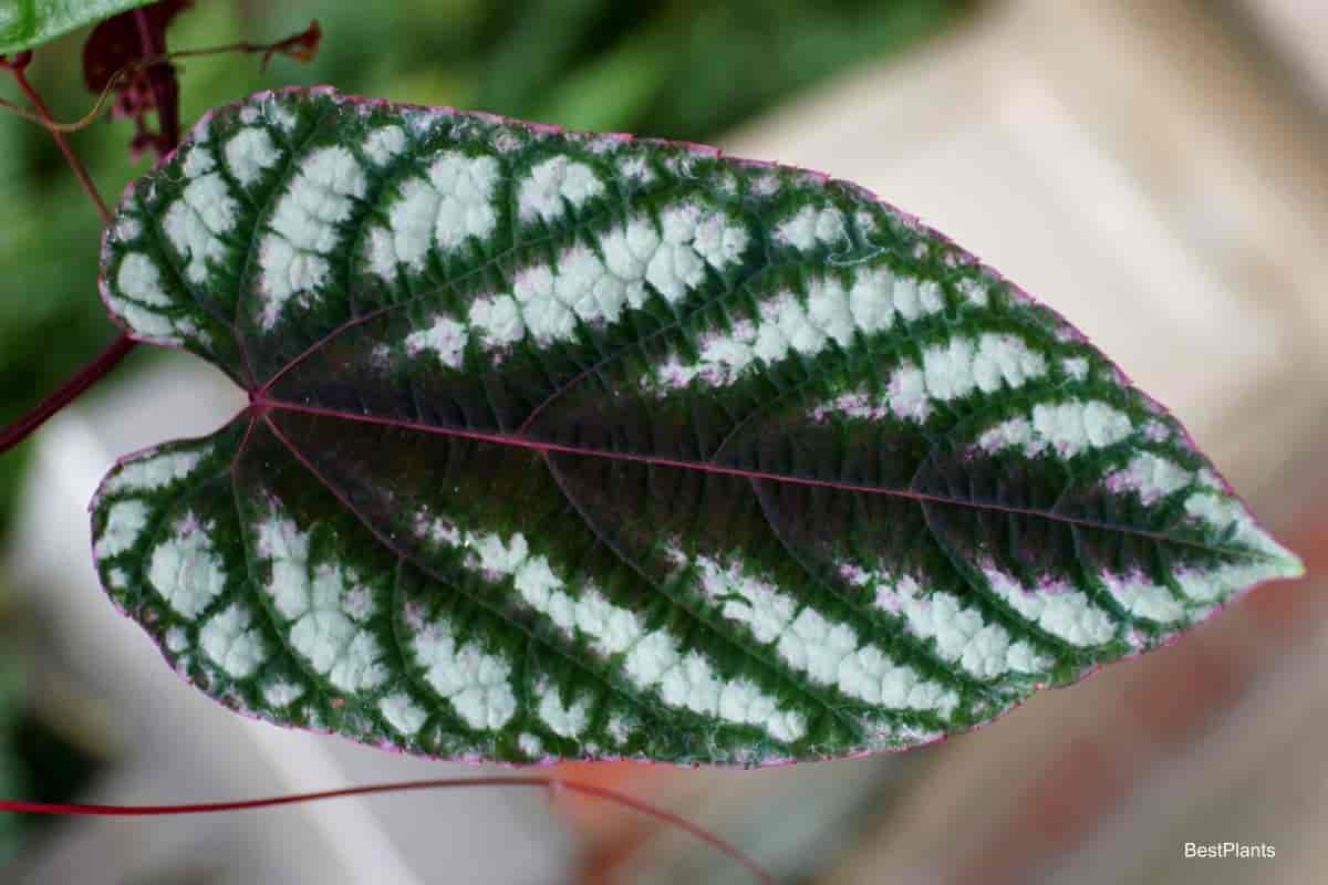 Colorful Cissus Plant Leaf
