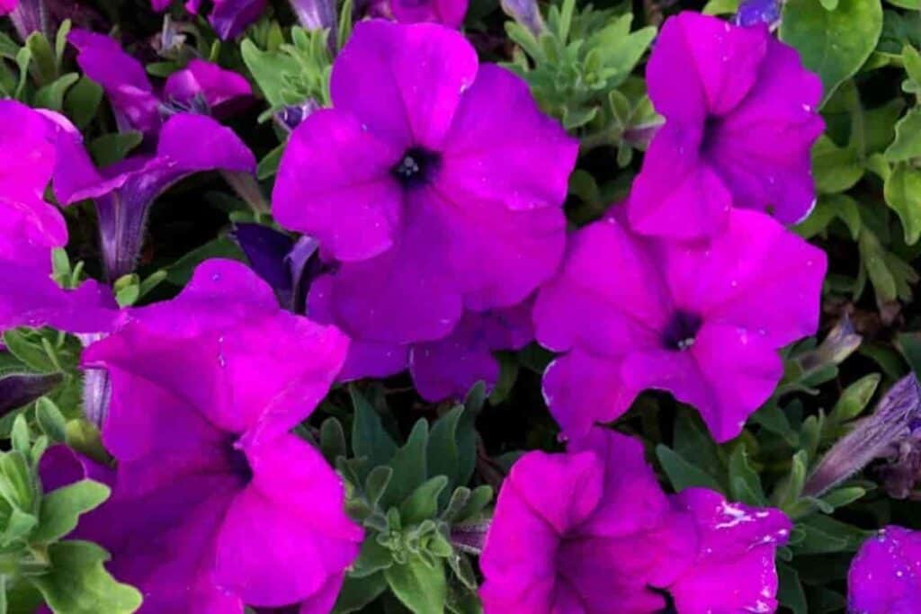 deep purple blooms of the Petunia plant
