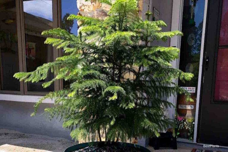 How To Care For and Grow Norfolk Island Pines