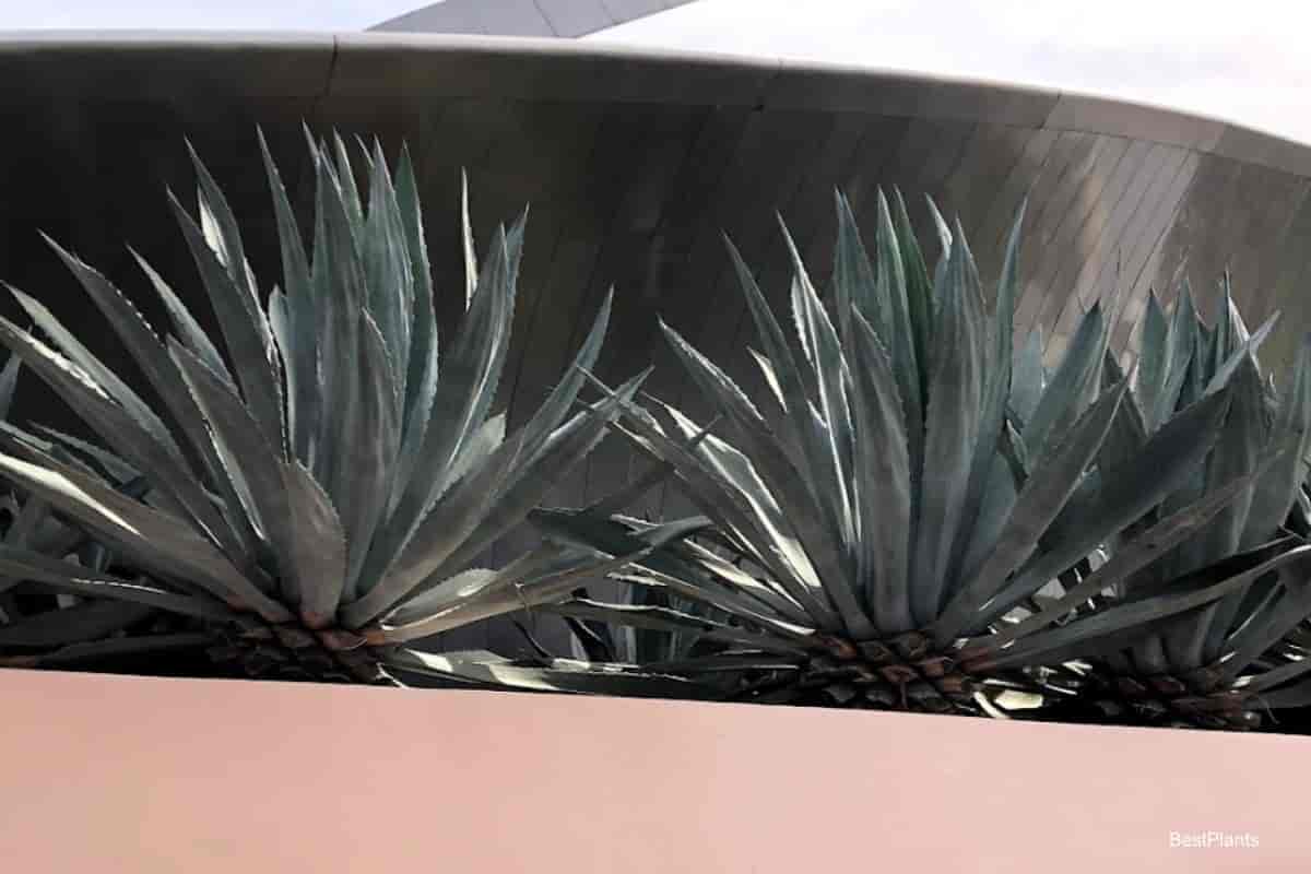 Agave plants planted in the landscape
