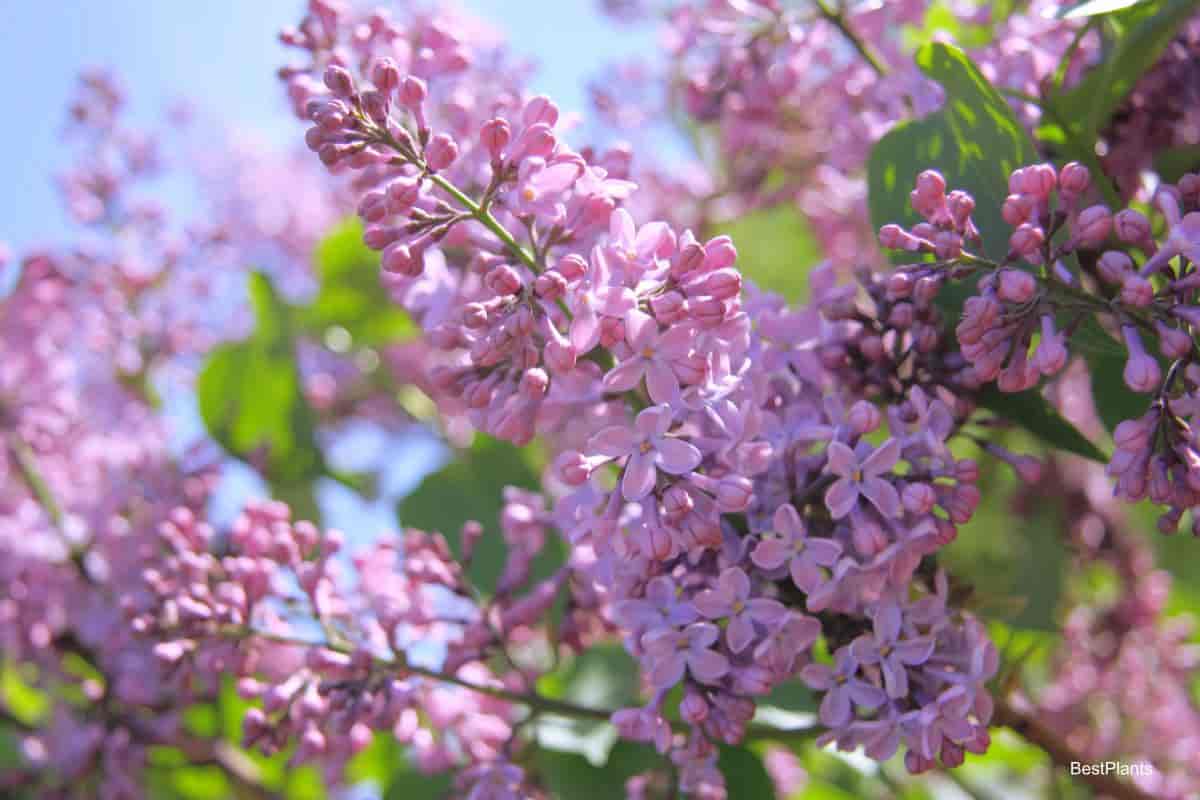 lilac tree
