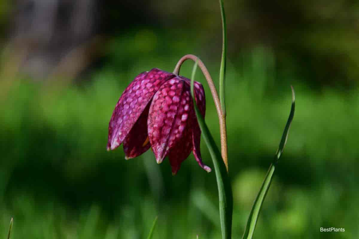 fritillaria bulb plant