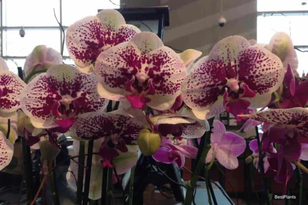 phalaenopsis orchid