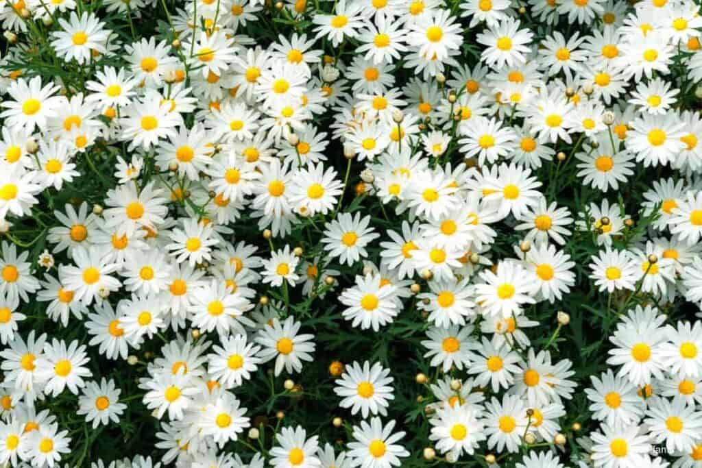Chamomile Plants in Full bloom