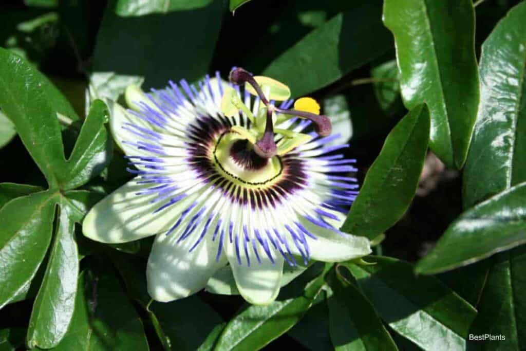 Delicate Passionflower Vine