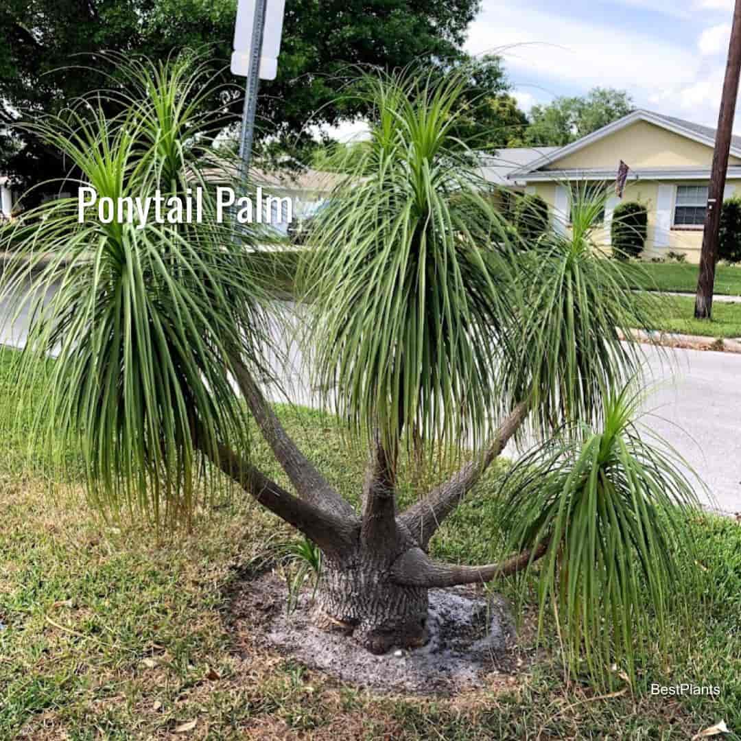 Tall Ponytail Palms