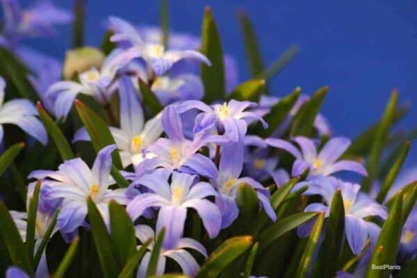 Blooming Glory-Of-Snow - Chionodoxa