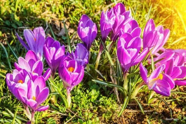 Flowering Crocus