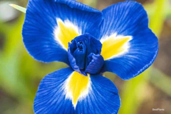 Dutch Iris bloom up close