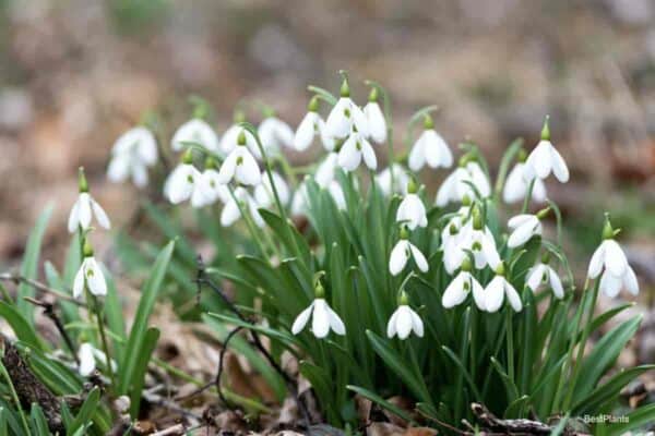 Blooming Galanthus - Snowdrop bulbs