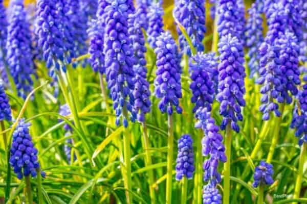 Flowers of the Grape-Hyacinth - Muscari