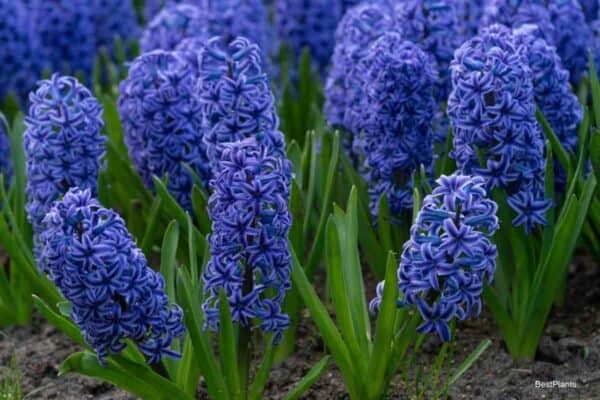 Blooming Hyacinth - Hyacinthus