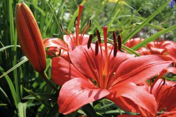 red flowering Lily - Lilium