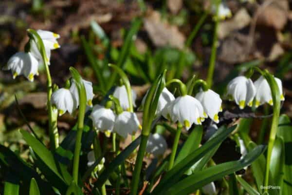 flowering Snowflake - Leucojum