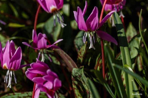 Trout-Lily (Erythronium) blooms