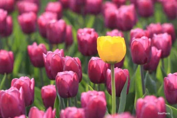 Tulip (Tulipa) - blooms