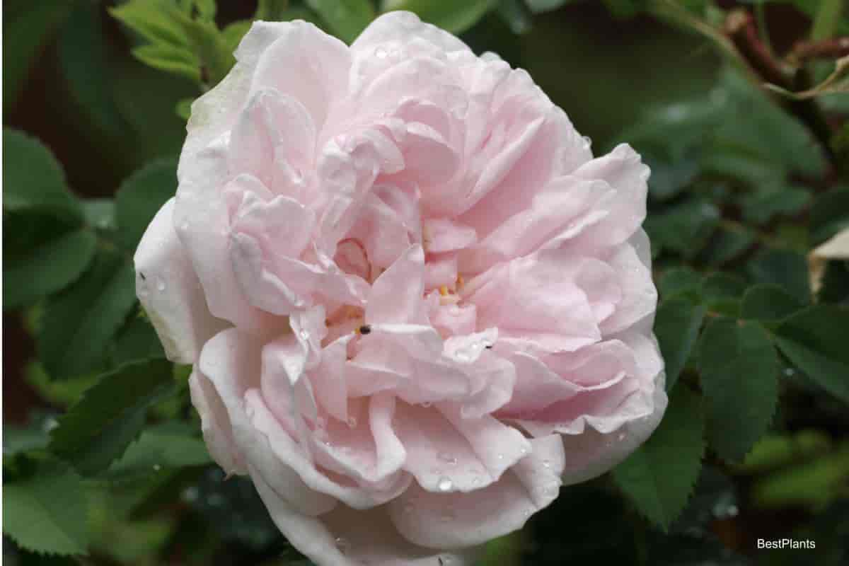 Pink Bloom of the Old TIme Stanwell Perpetual Rose