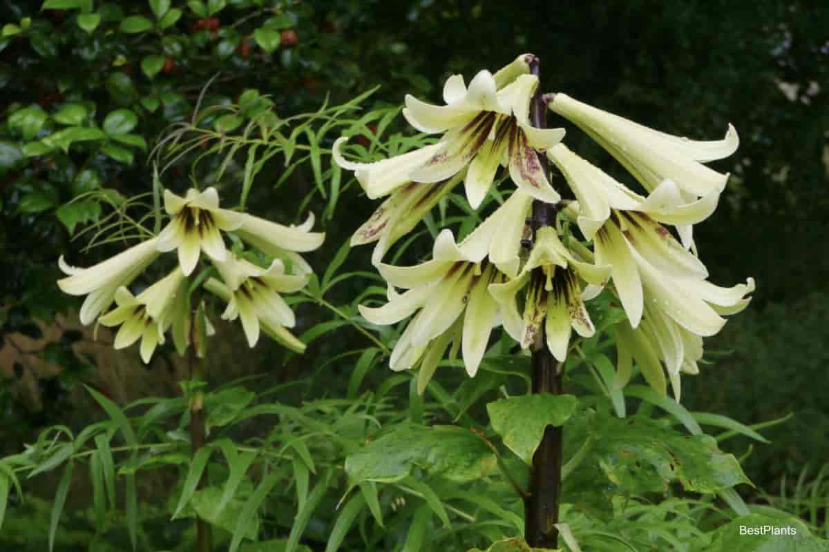 Flowering Cardiocrinum Giganteum