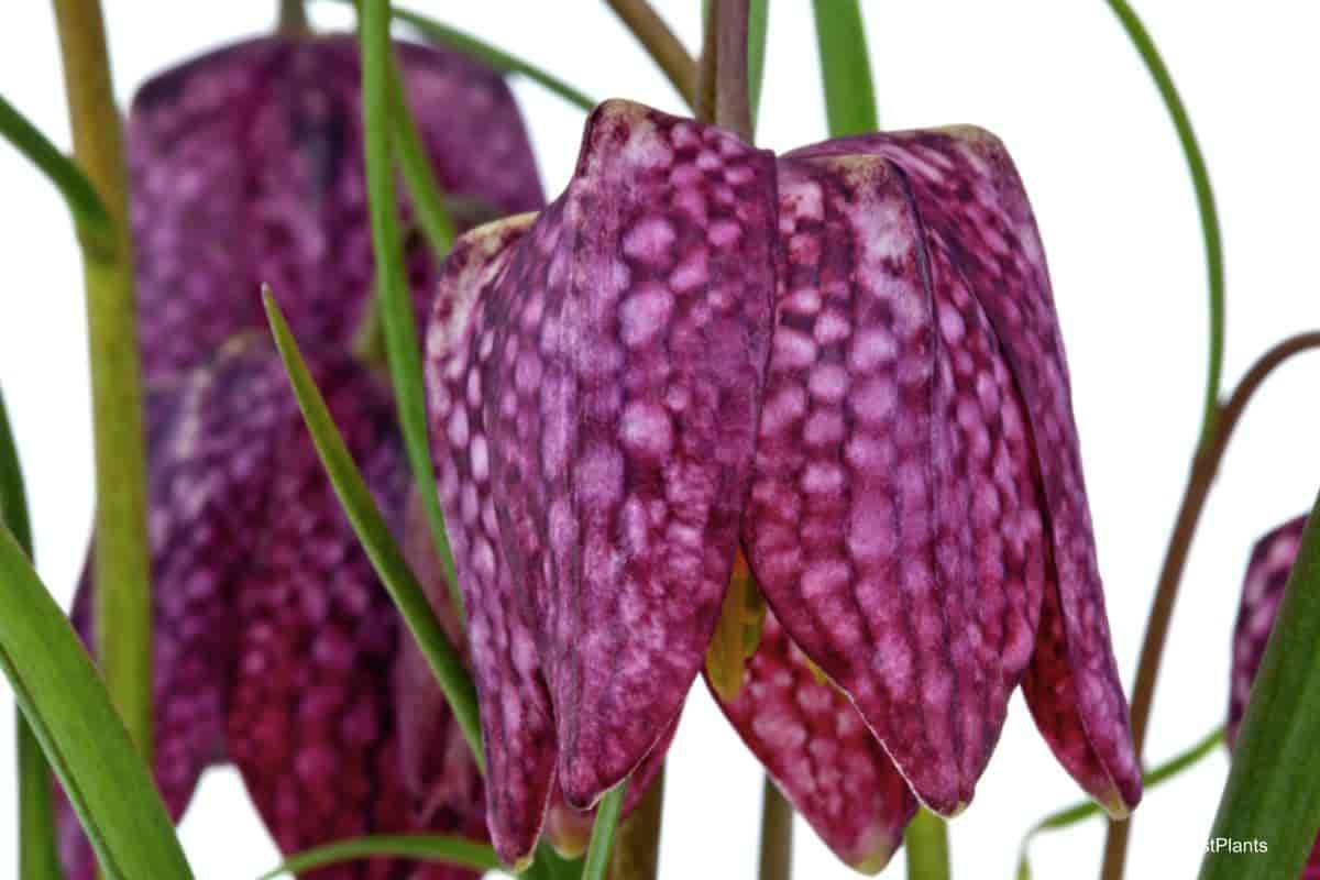 Chess flower (Fritillaria)