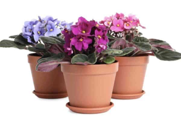 flowering potted African violets