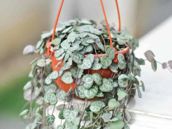 Hnaging basket of succulent Ceropegia woodii