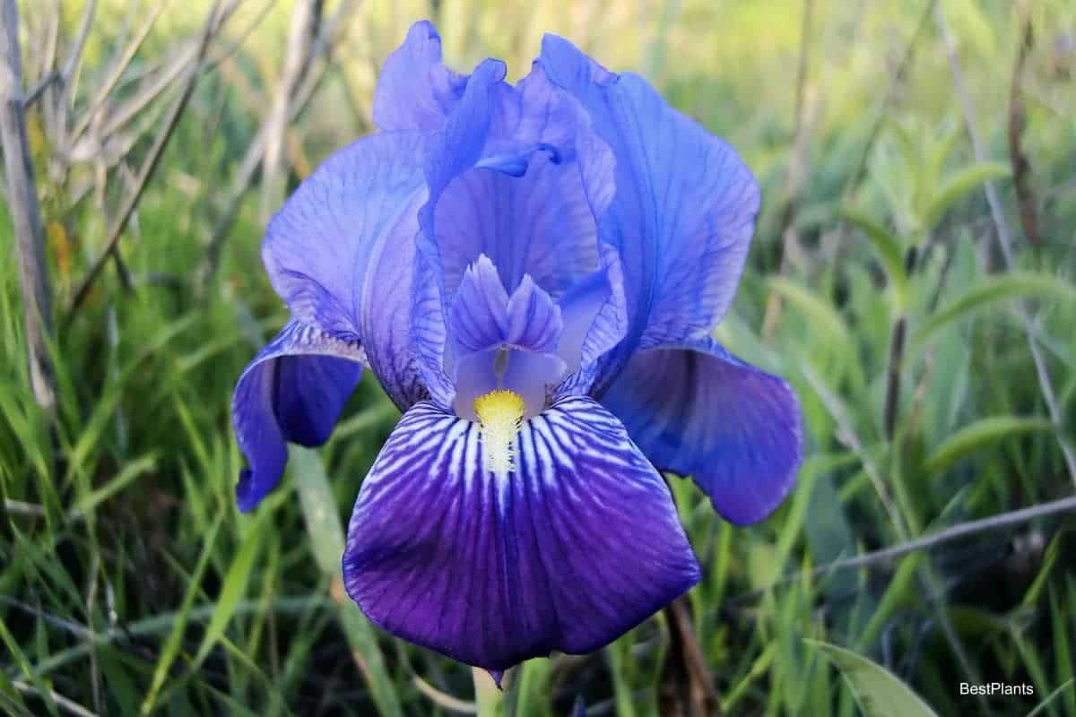 Attractive Bearded Iris
