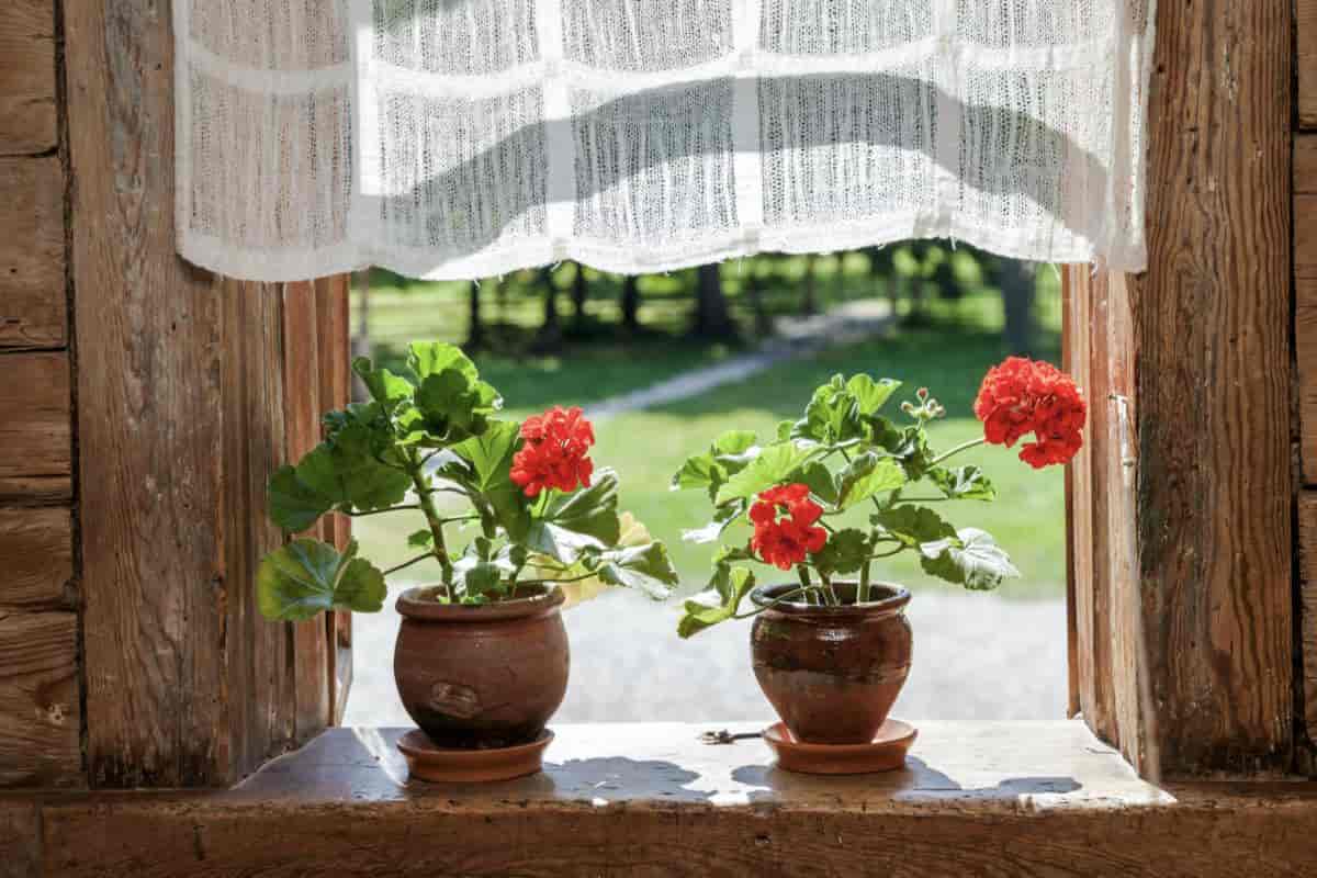 blooming geraniums