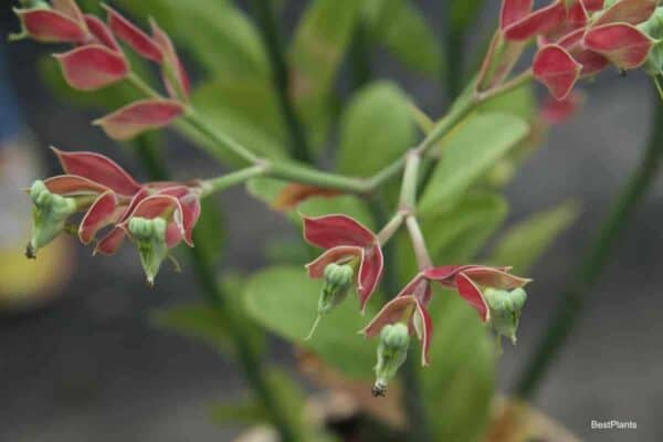 Blooming Pedilanthus succulent