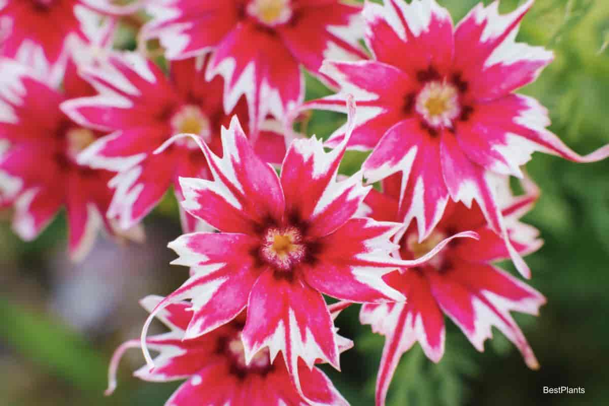 flowers of Phlox Drummondi